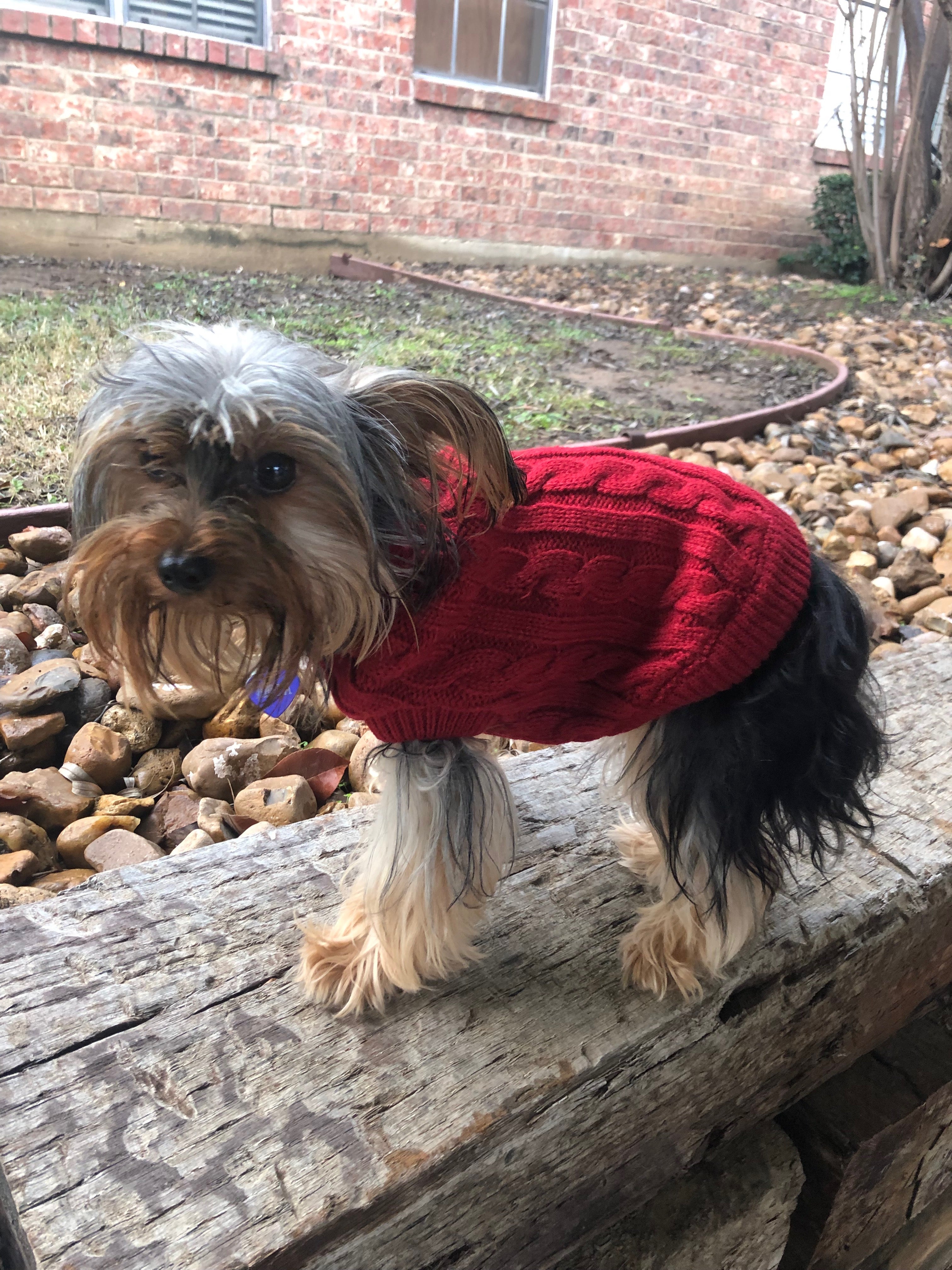 Maroon dog outlet sweater